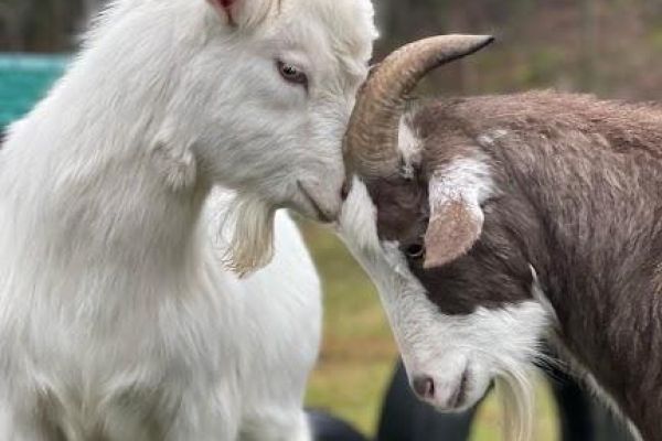 Frederick Farm Goat Rescue and Sanctuary