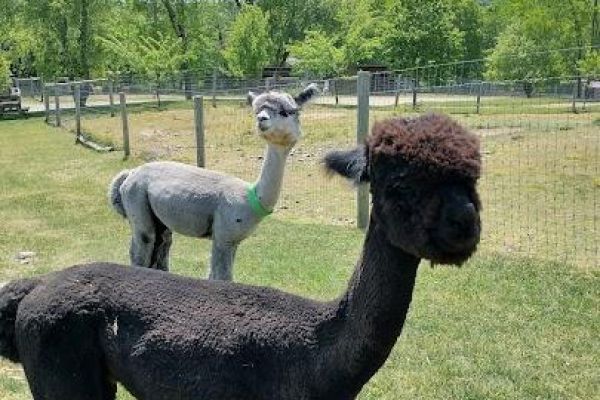 Buck Brook Alpacas